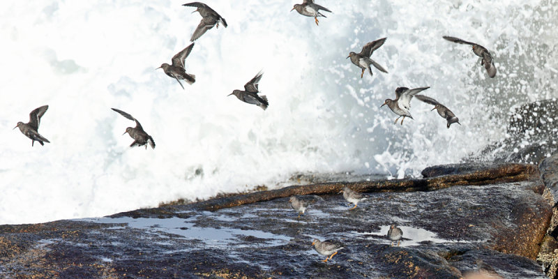 Purple Sandpiper - Calidris maritima 