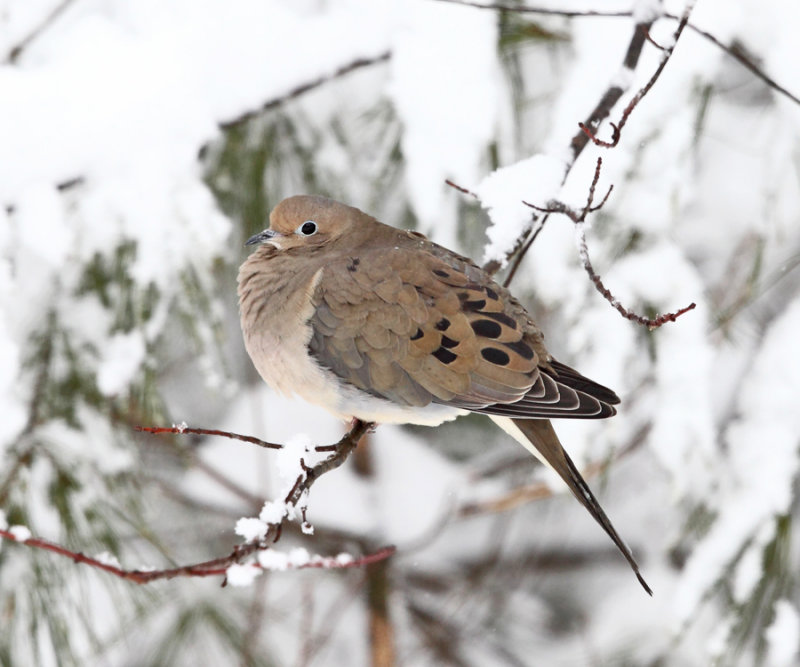 Mourning Dove - Zenaida macroura