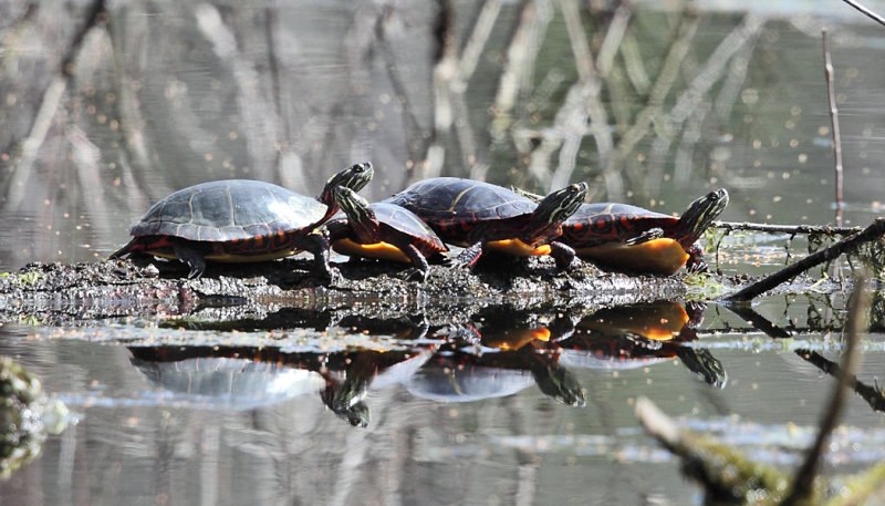Painted Turtles - Chrysemys picta