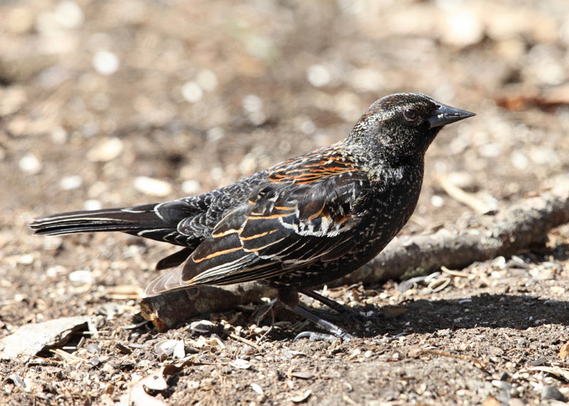 Red-winged Blackbird - Agelaius phoeniceus