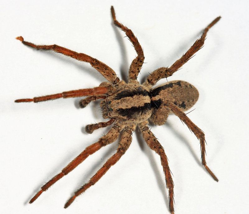 Gladicosa gulosa
