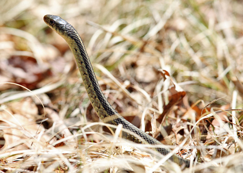 Garter Snake - Thamnophis sirtalis