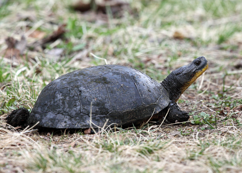 Blandings Turtle - Emydoidea blandingii