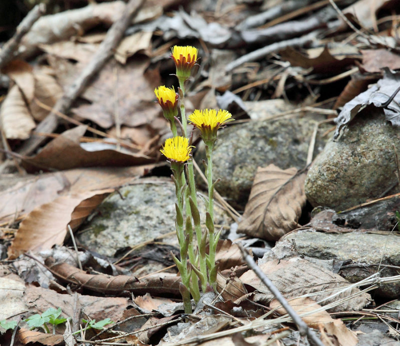 Coltsfoot - Tussilago farfara