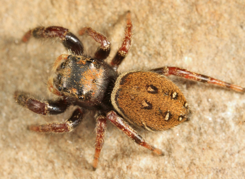 Phidippus whitmani