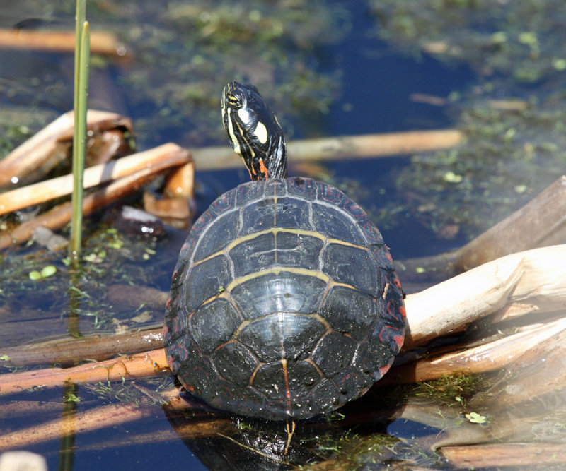 Painted Turtle - Chrysemys picta