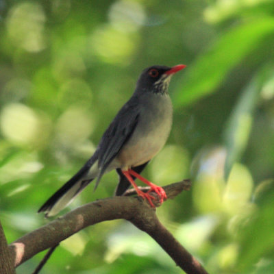 Red-legged Thrush - Turdus plumbeus