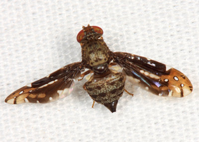 Ulidiidae - Pseudopterocalla fenestrata