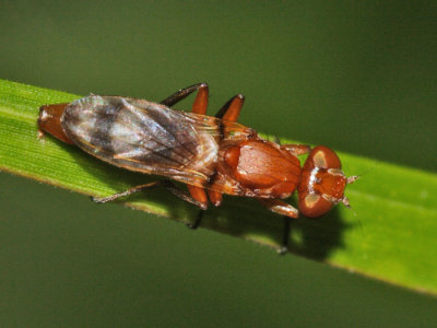 Ulidiidae - Zacompsia sp.