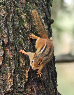 Eastern Chipmunk - Tamias striatus