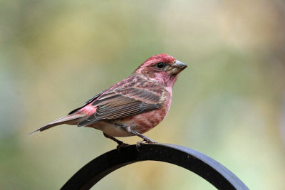 Purple Finch - Haemorhous purpureus (male)