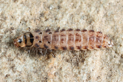 Checkered Beetle larva