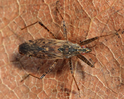 Nabis roseipennis