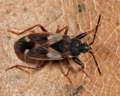 Eremocoris borealis