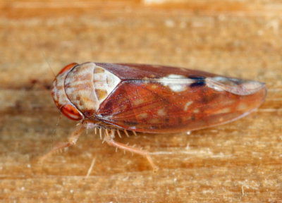 Leafhoppers genus Eutettix