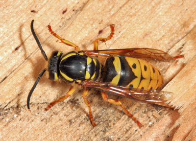 Vespula flavopilosa (queen)