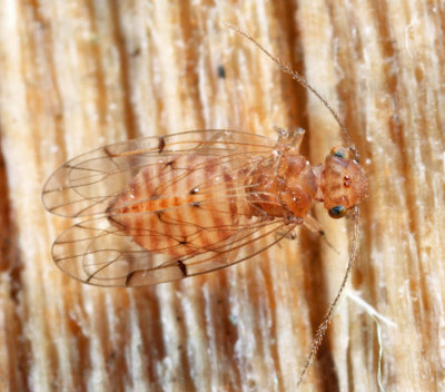 Ectopsocus meridionalis