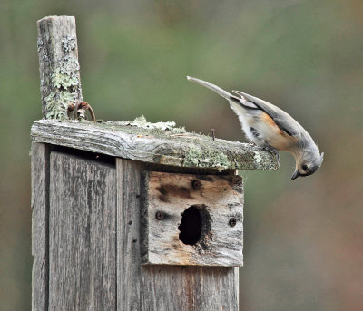 Tufted Titmouse - Baeolophus bicolor