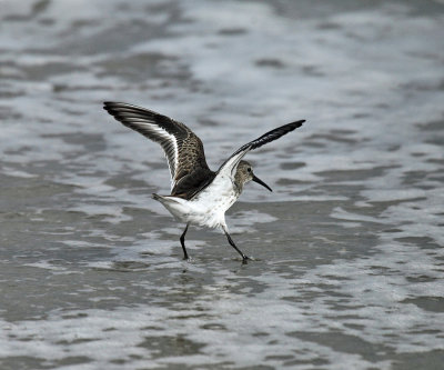 Dunlin - Calidris alpina