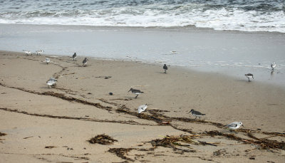 Sanderling - Calidris alba & Dunlin - Calidris alpina