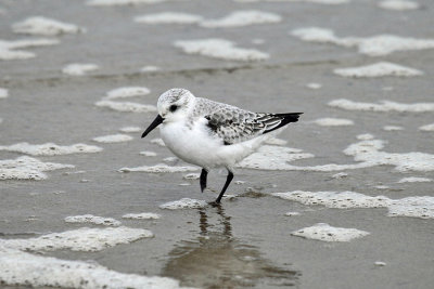 Sanderling - Calidris alba