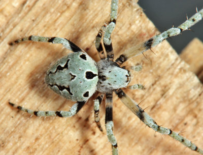 Humpbacked Orbweaver - Eustala anastera