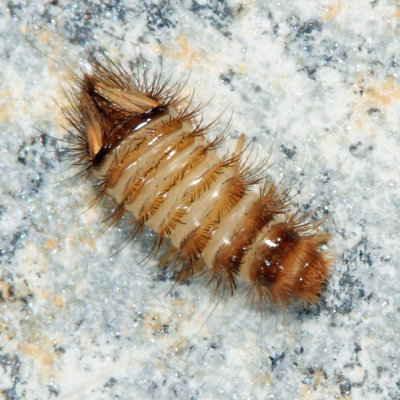 Anthrenus sp. larva