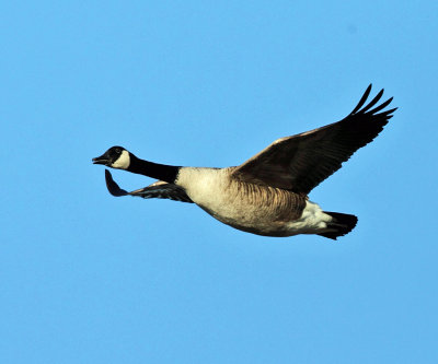 Canada Goose - Branta canadensis