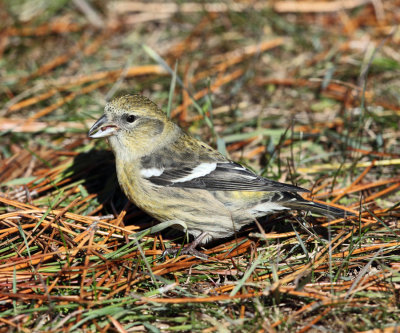 White-winged Crossbill - Loxia leucoptera