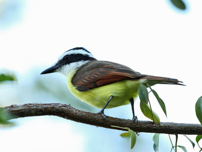 Great Kiskadee - Pitangus sulphuratus