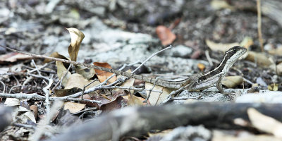 Brown Basilisk - Basiliscus vittatus