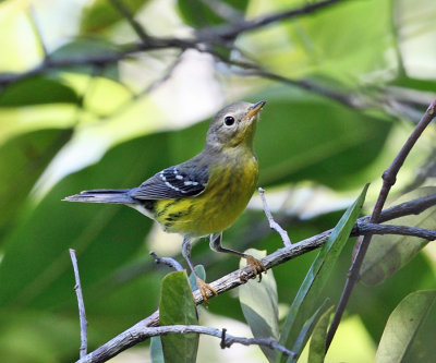 Magnolia Warbler - Setophaga magnolia