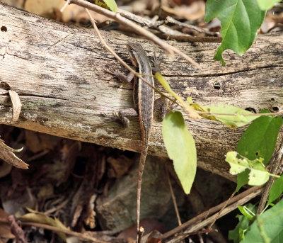 Yellow-spotted Spiny Lizard - Sceloporus chrysostictus