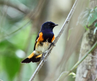 American Redstart - Setophaga ruticilla