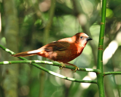 Red-throated Ant Tanager - Habia fuscicauda
