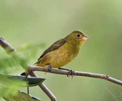 Painted Bunting - Passerina ciris (female)