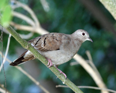 Ruddy Ground-Dove - Columbina talpacoti (female)