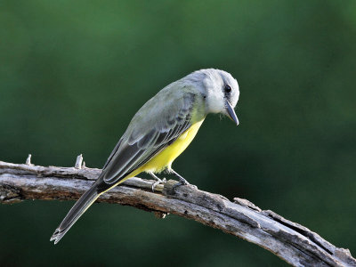 Couch's Kingbird - Tyrannus couchii