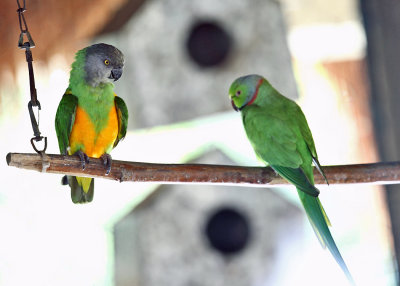 Senegal & Ring-necked Parakeet (caged birds at the resort)