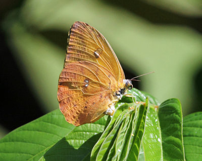 Orange-barred Sulphur - Phoebis philea  