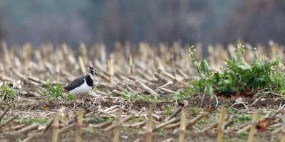 Northern Lapwing - Vanellus vanellus