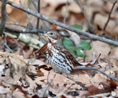 Fox Sparrow - Passerella iliaca