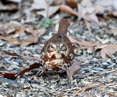 Fox Sparrow - Passerella iliaca