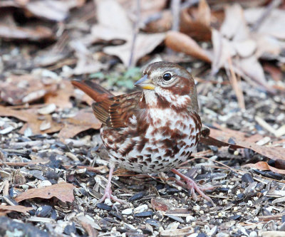 Fox Sparrow - Passerella iliaca