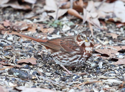 Fox Sparrow - Passerella iliaca