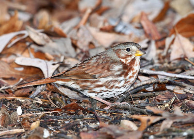 Fox Sparrow - Passerella iliaca 