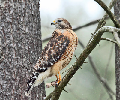 Red-shouldered Hawk - Buteo lineatus