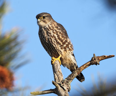 Merlin - Falco columbarius