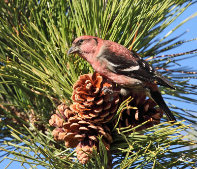 White-winged Crossbill - Loxia leucoptera (male)