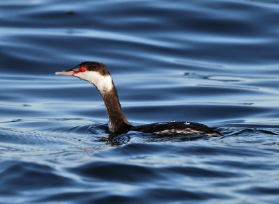 Horned Grebe - Podiceps auritus